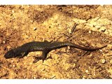 A green lizard getting warm in the sun. Normally it lives in green vegetation, where it is virtually invisible.